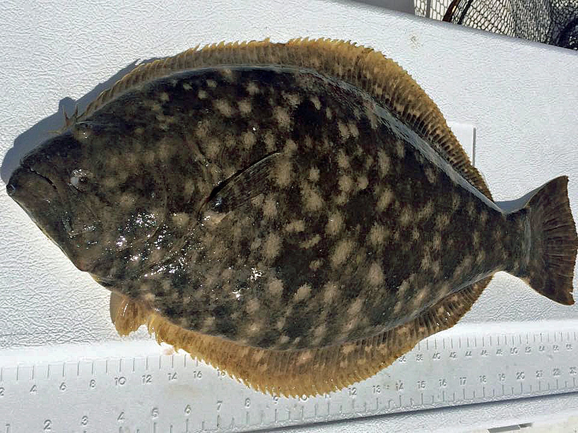 Advisory Board Approves Flounder, Seatrout Changes Outdoor Alabama